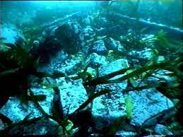 Bull Shark Ponto Do Ouro