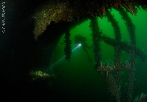 Bull Shark Ponto Do Ouro