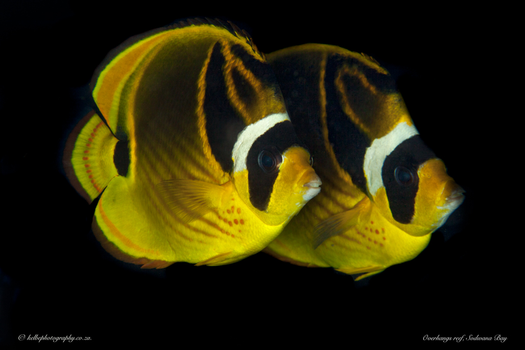 Lanula Butterflyfish Sodwana Bay