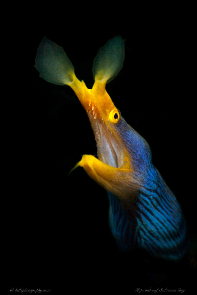 Ribbon Eel Sodwana Bay