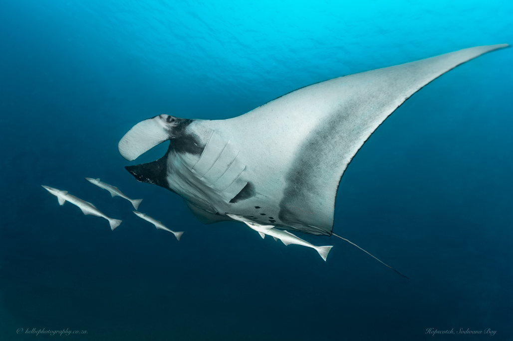 Manta Ray Sodwana Bay