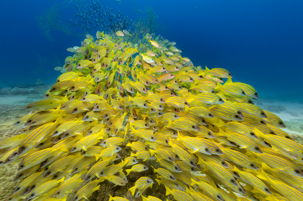 Yellow Mellow Sodwana Bay