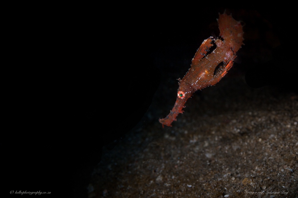Ghost Pipefish Sodwana Bay