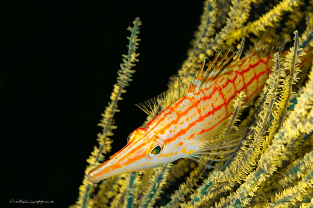 Longnosed  Seahorse In Black Coral