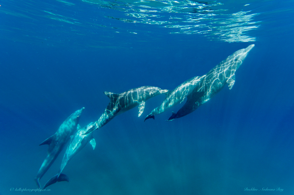 Bottlenosed Dolphins Sodwana Bay