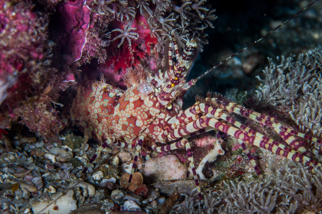 Marble Shrimp Sodwana Bay
