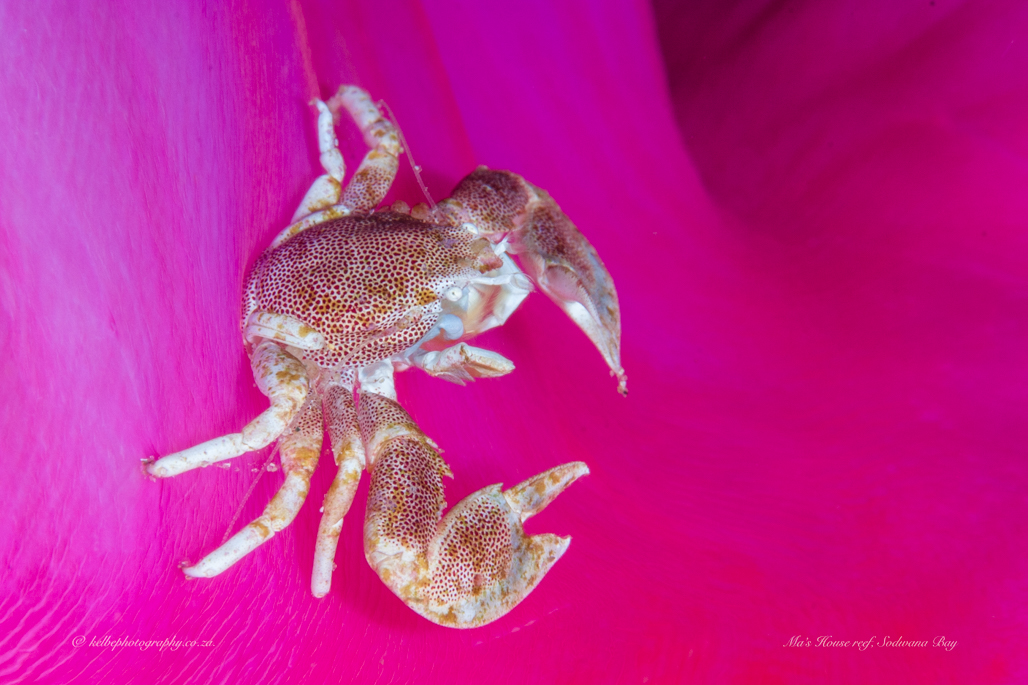 Porcelain Crab On a Magnifica
