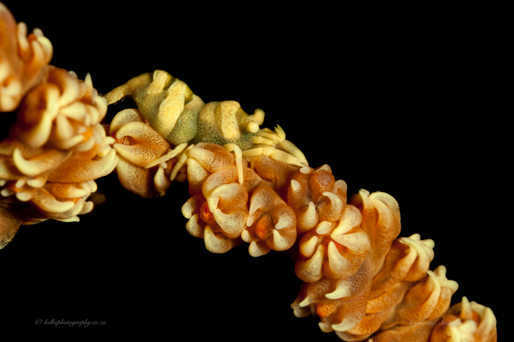 Whip Coral Shrimp