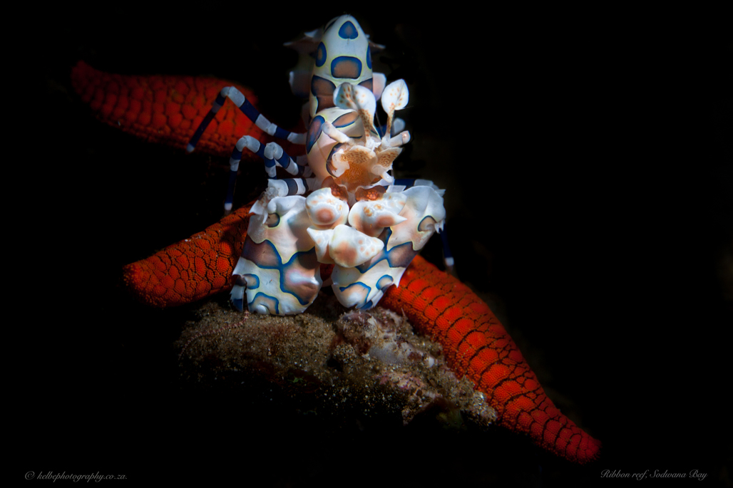 Harlequin Shrimp And Prey