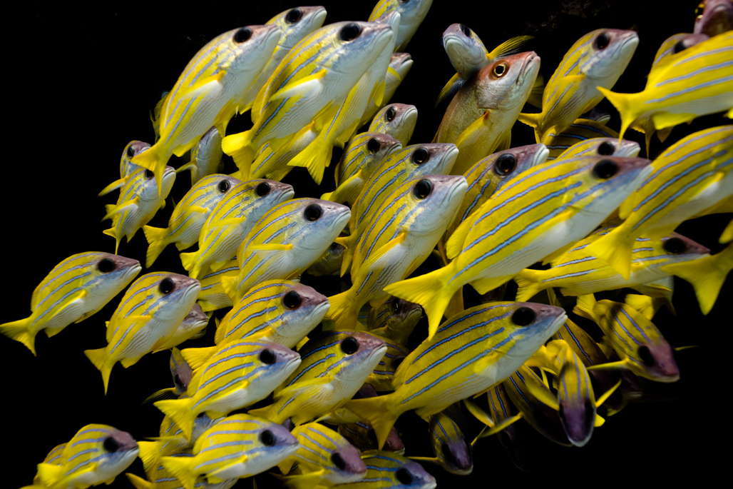 Blue Banded Snappers