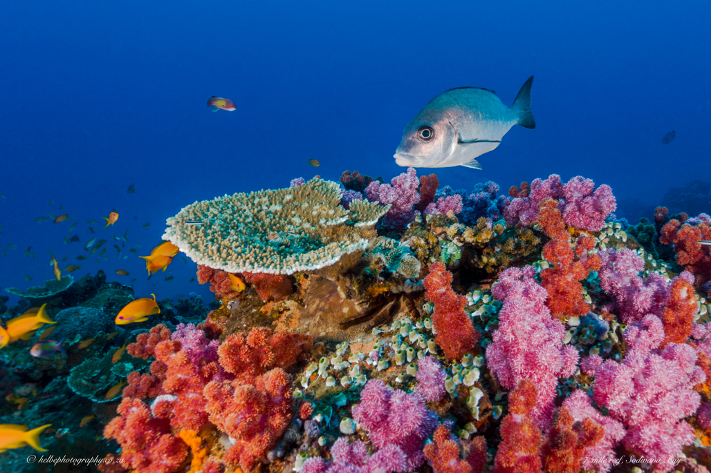 Seven Mile Sodwana Bay