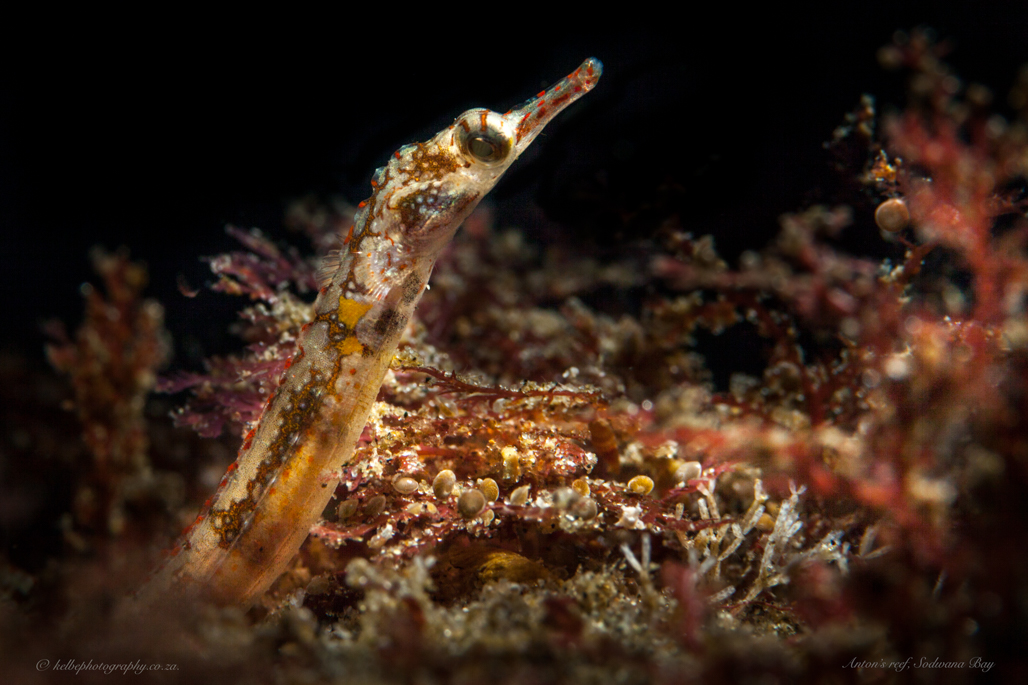 Scribbled Pipefish