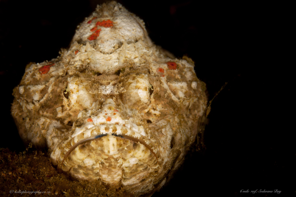 False Scorponfish Sodwana Bay