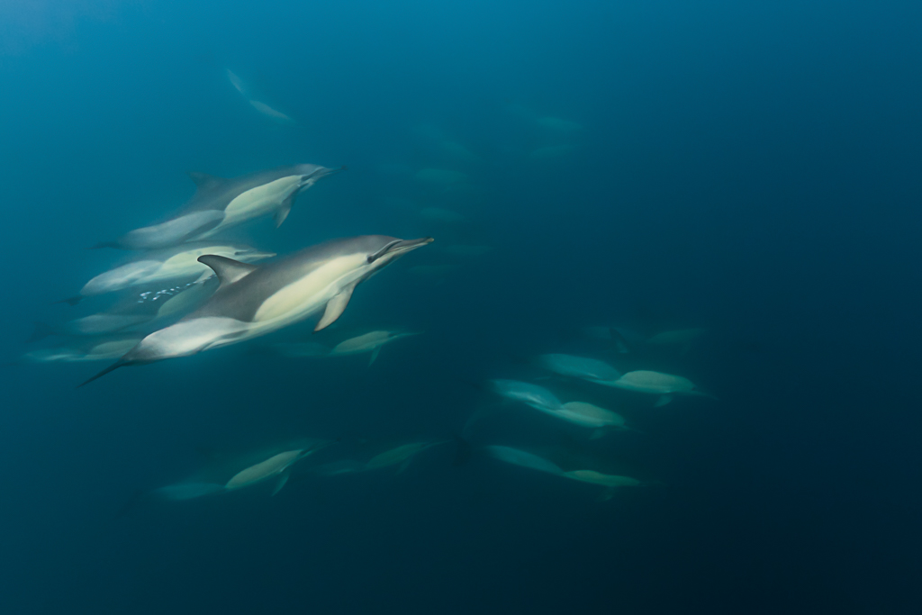 Stacks Image 858
