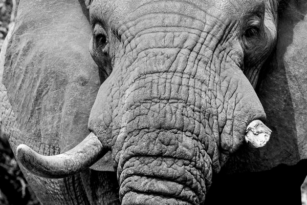 Lamberts Bay Fishing Trawler