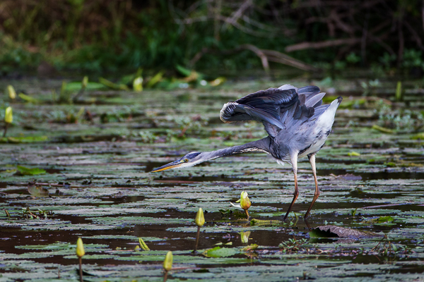 Fishing Boat Sunset Lamberts Bay