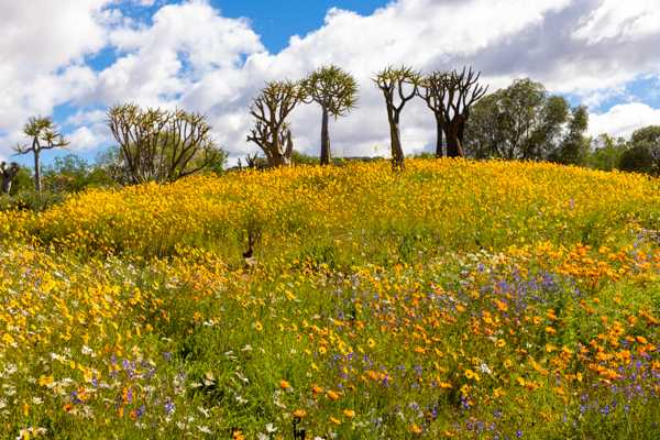 Gannet Colony Lambers Bay