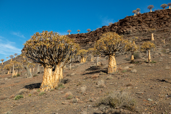 Diamond Dive Boat Lambertd Bay