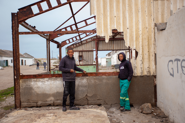 Gannets On Their Nests
