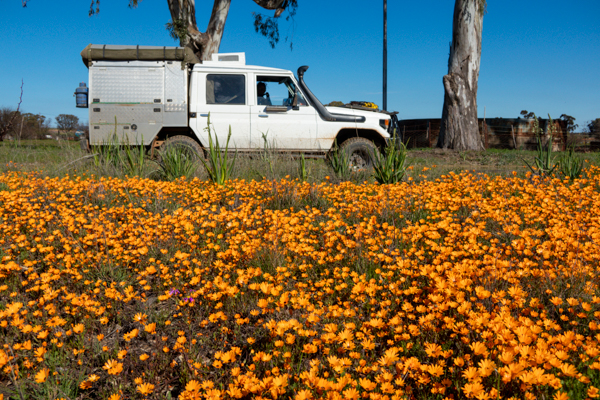 Gannet Colony Lamberts Bay