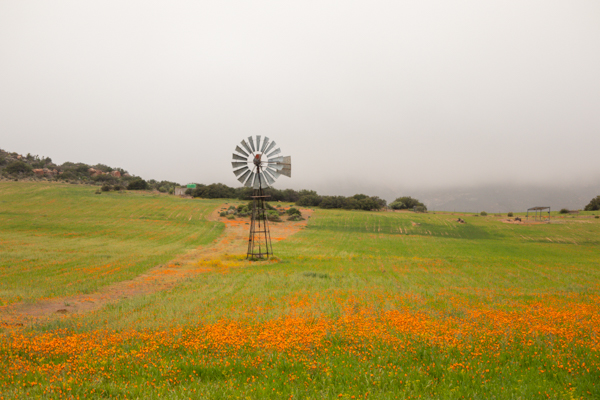 Gannets On Their Nests