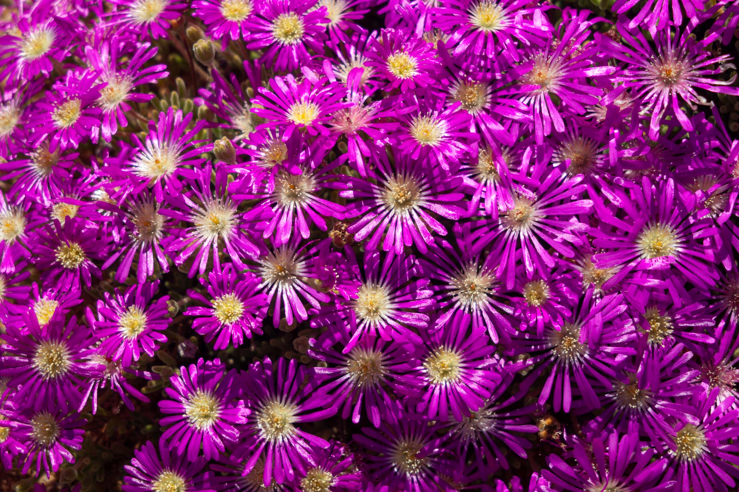 Fishing Boat Sunset Lamberts Bay