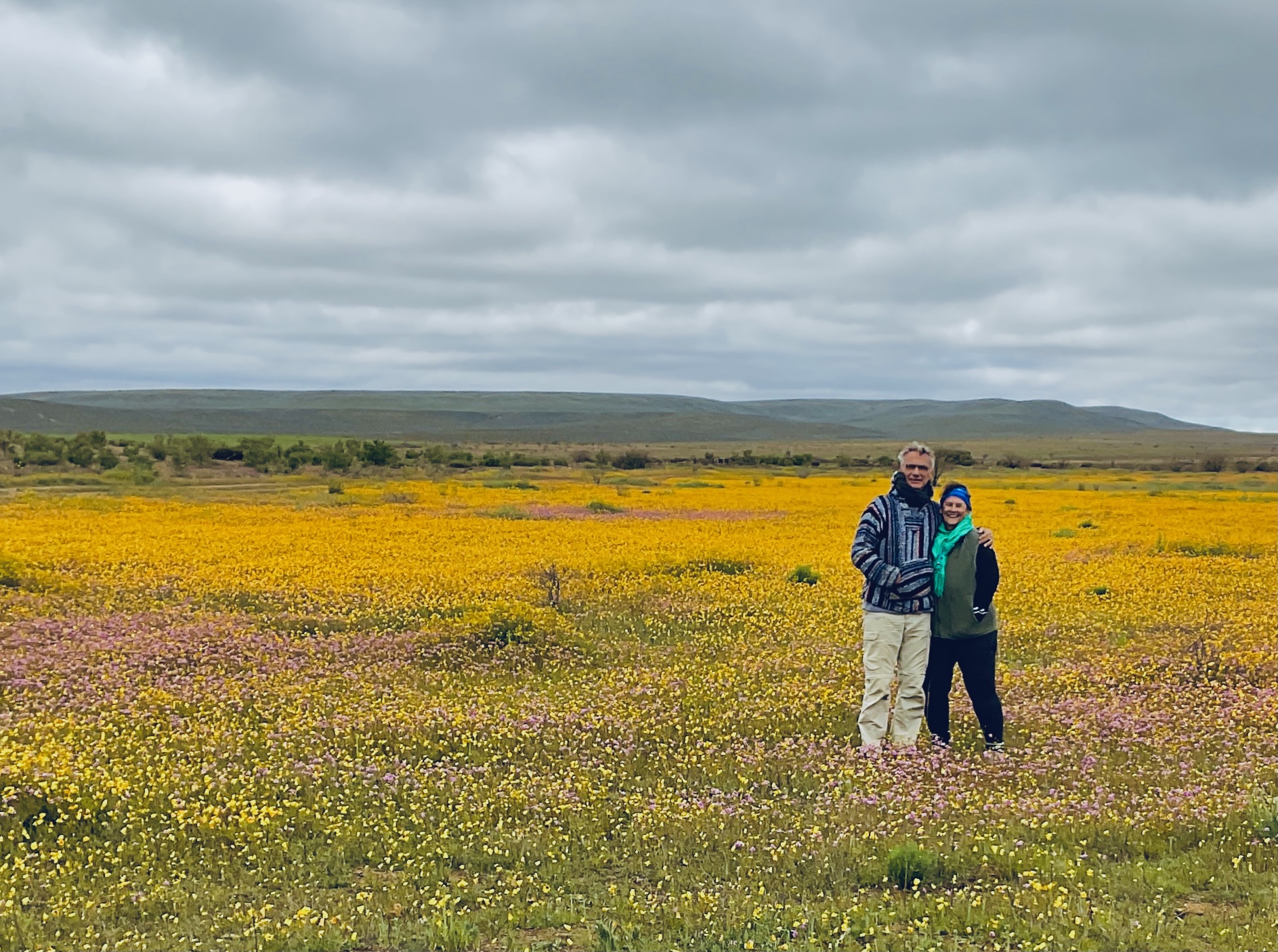 Gannets On Their Nests