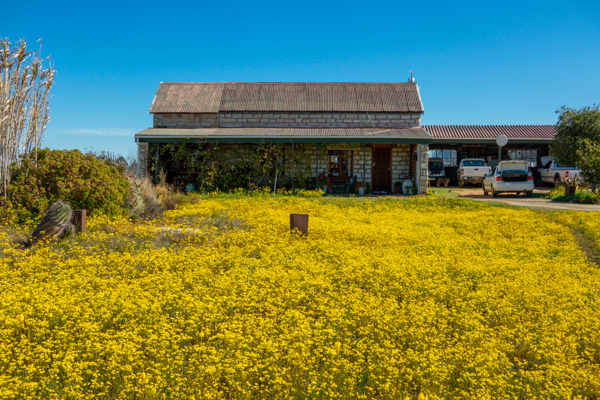 Gannet Colony Lamberts Bay