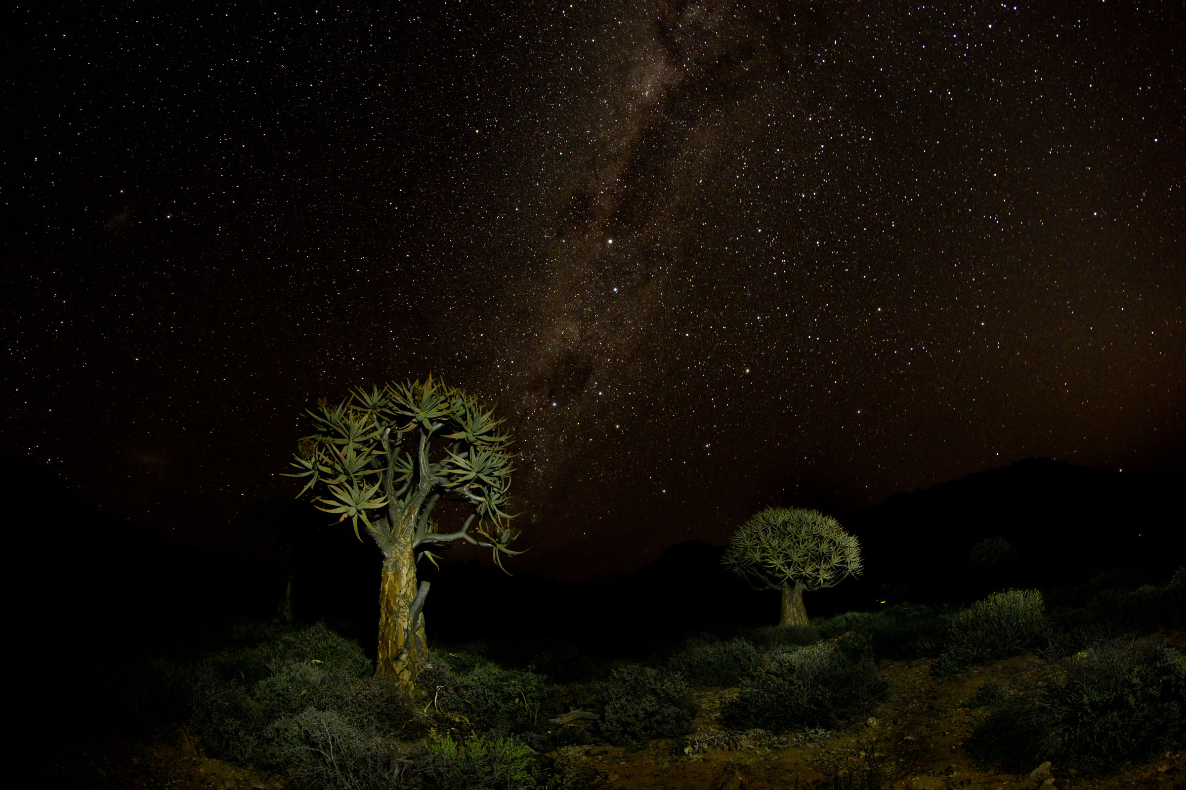 Gannet Colony Lamberts Bay