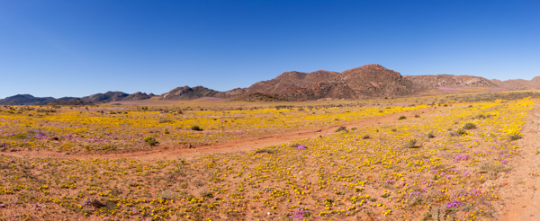 Gannet Colony Lambers Bay