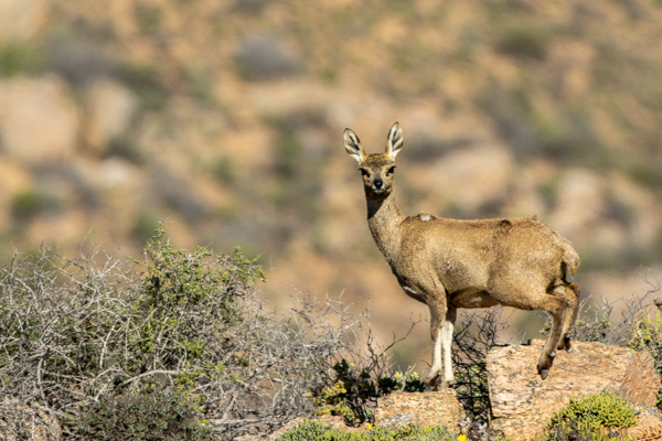 Gannet Colony Lamberts Bay