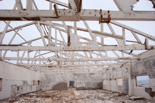 Gannets On Their Nests
