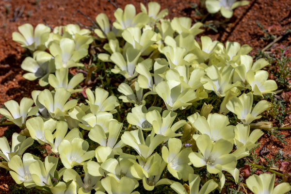 Gannets On Their Nests