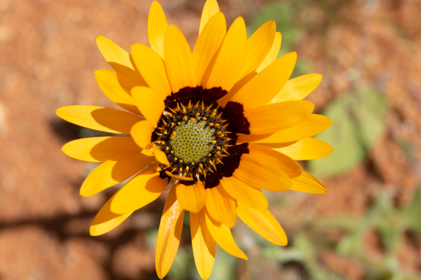 Gannets On Their Nests