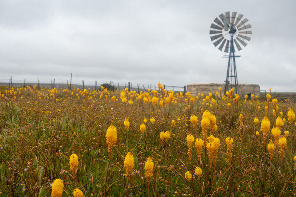 Gannets On Their Nests