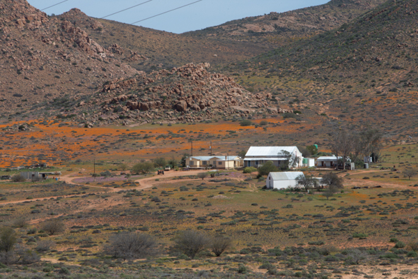 Gannets On Their Nests