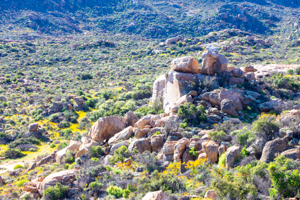 Gannets On Their Nests