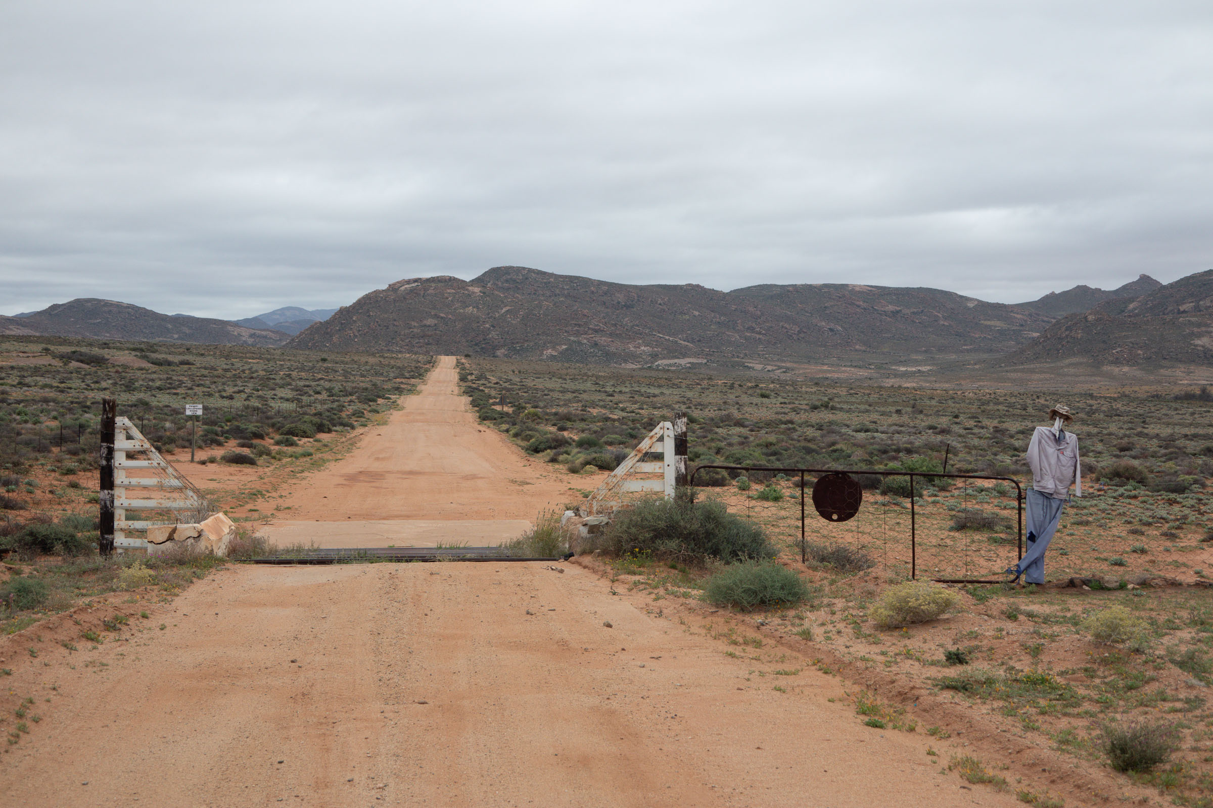 Gannets On Their Nests