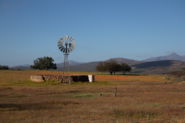 Gannets On Their Nests