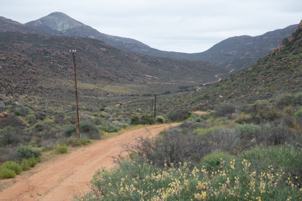 Gannets On Their Nests