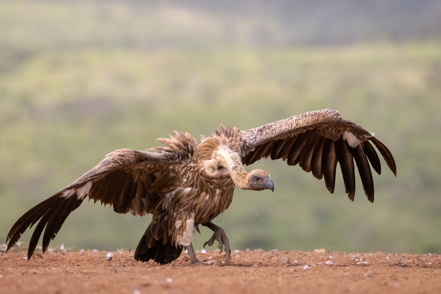 Vulture Strutting