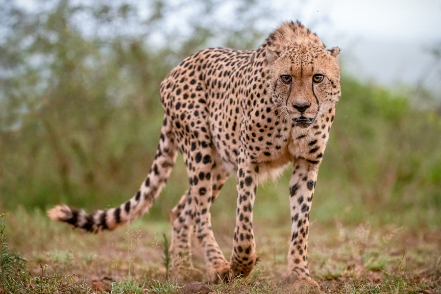 Cheetah