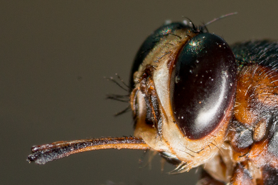 Tsetse Fly Probiscus