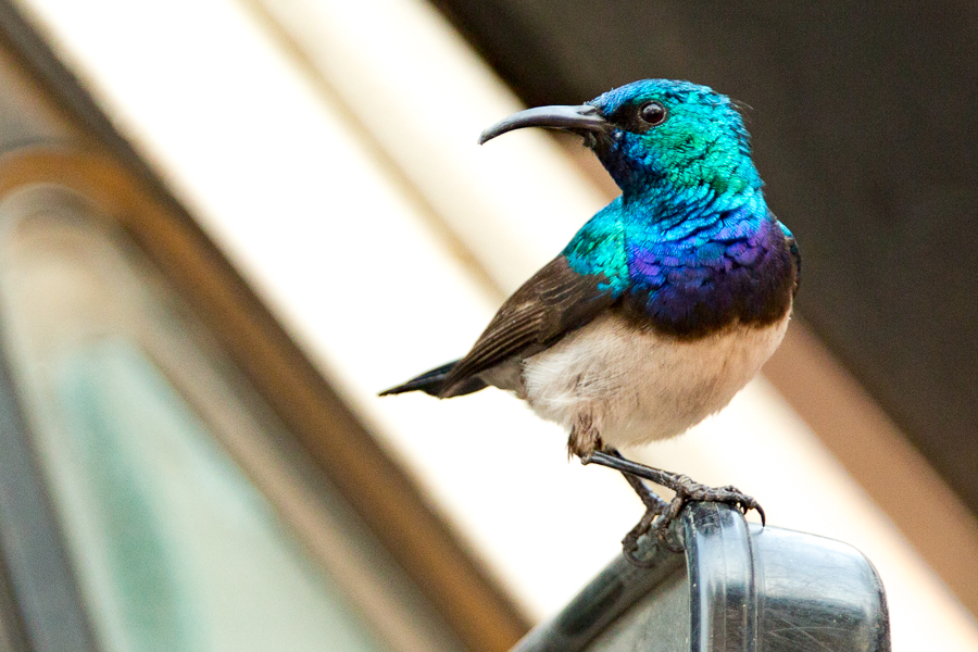 Sunbird