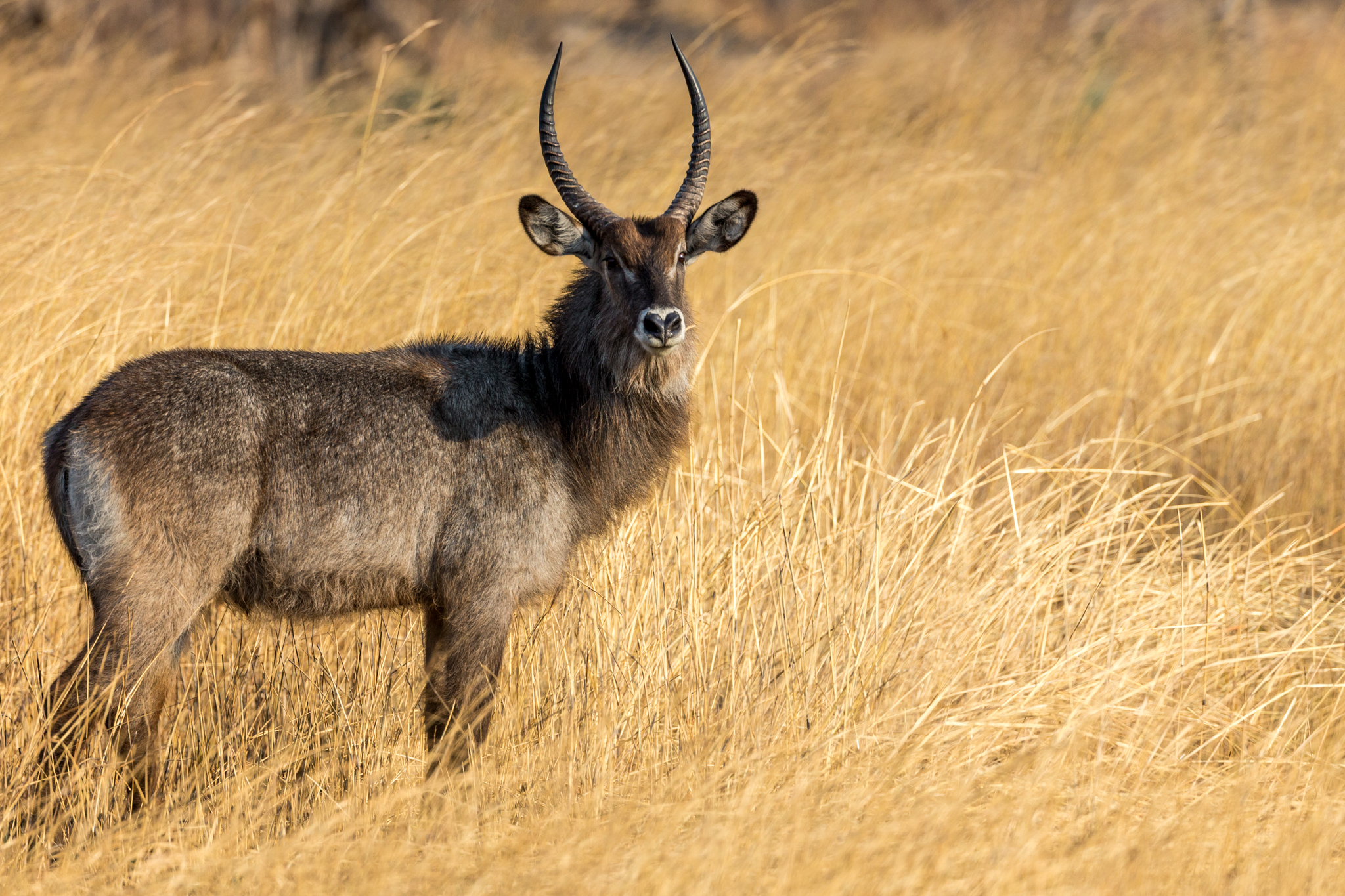 Waterbuck