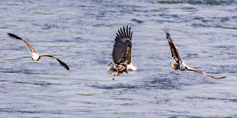 Fisge Eagles Swooping For Fish