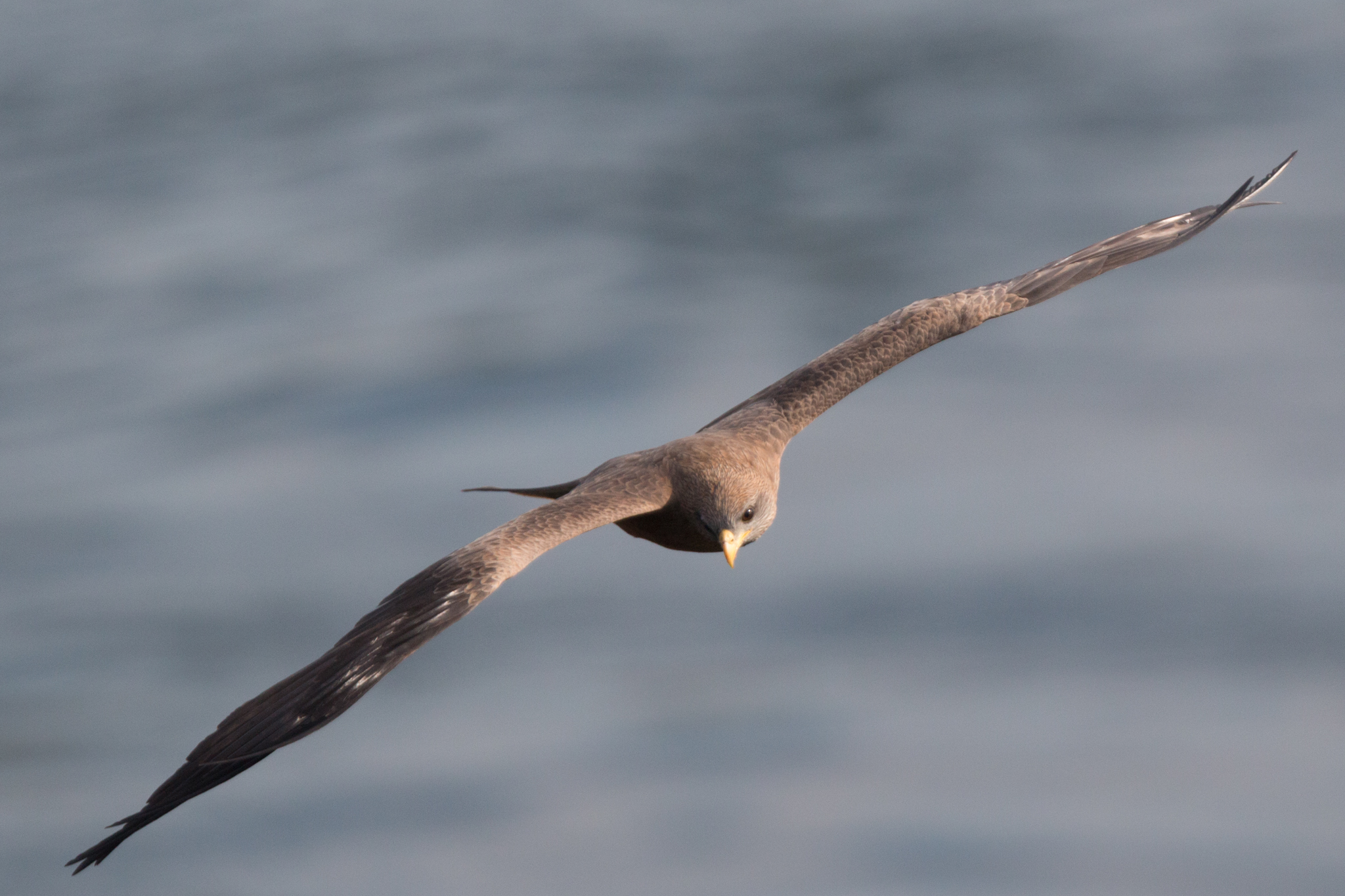Flying Yellow Billed Kite