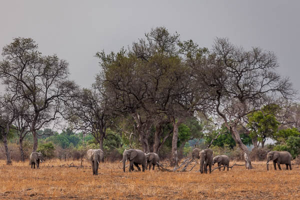 Elephant Herd South Luangwa