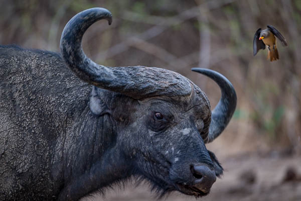 Buffalo And Oxpecker