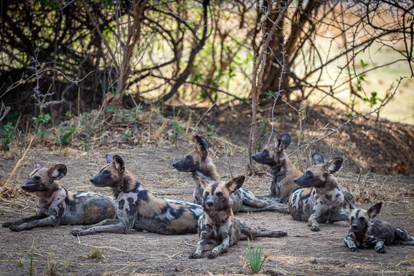 Wild Dog Pack